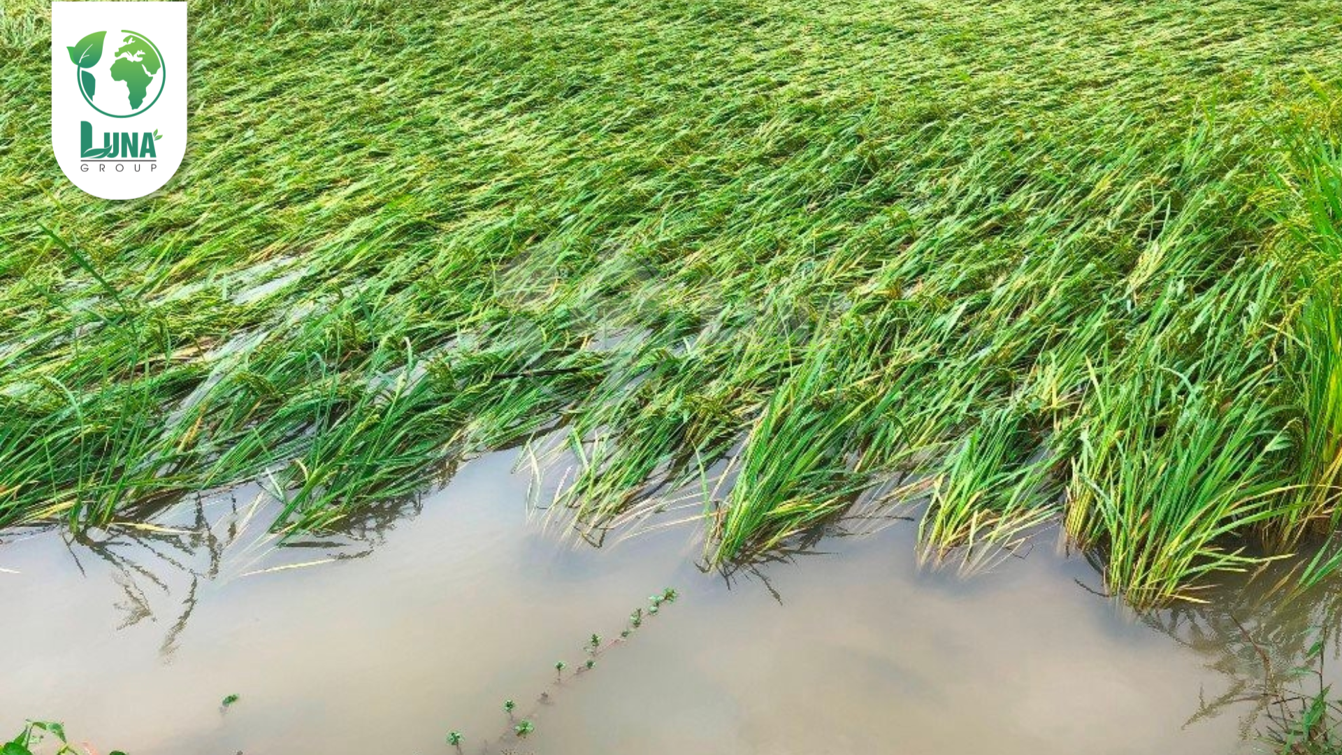 Thông tin chung về phân bón Atomix