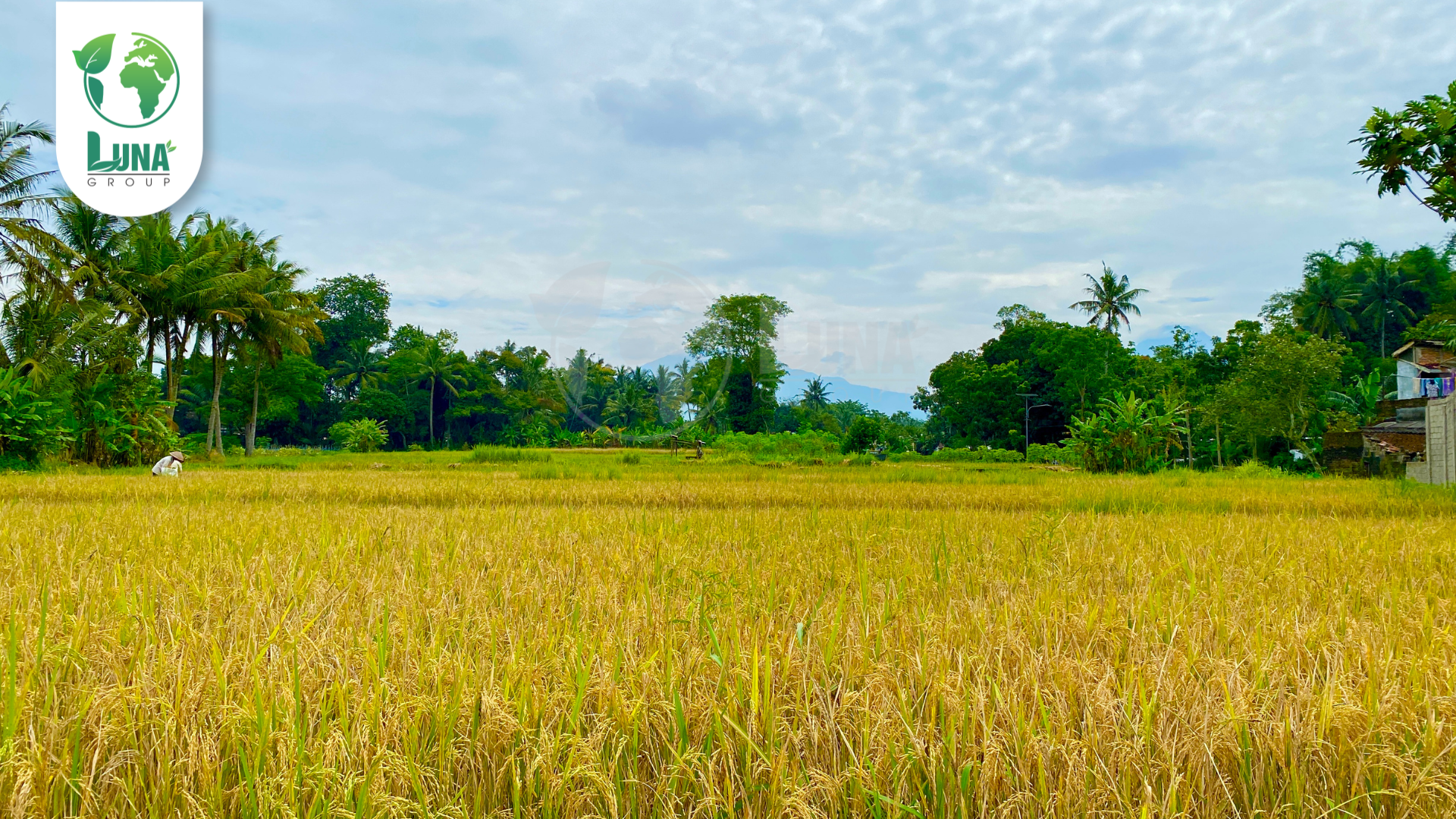 Thông tin chung về phân bón NaSaGo 1