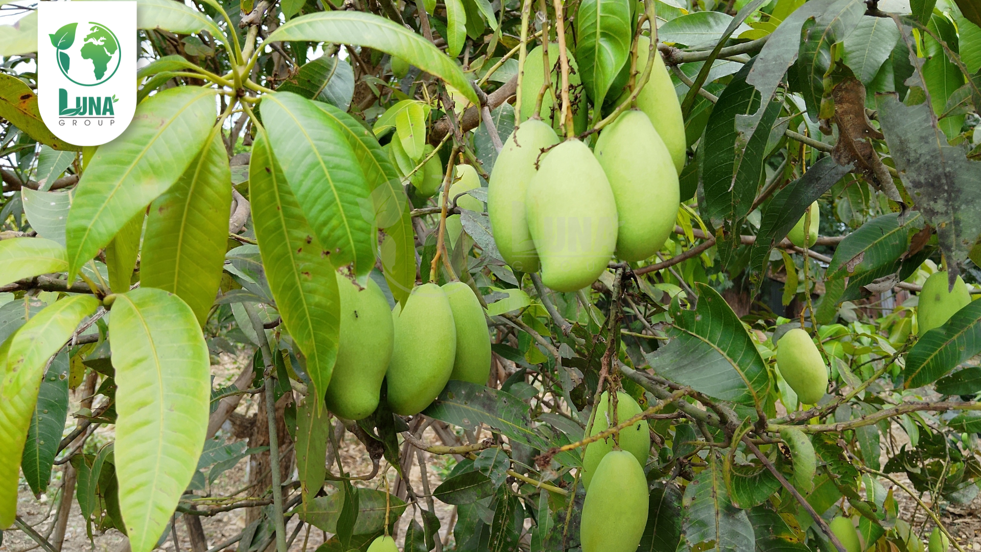 Thông tin chung về phân bón BO NSG 1
