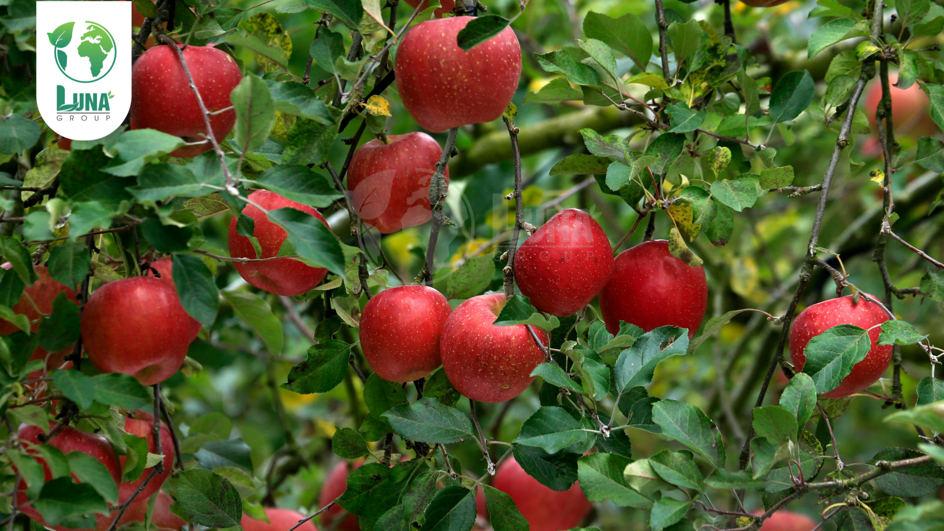 Thông tin chung về phân bón CanxiBo