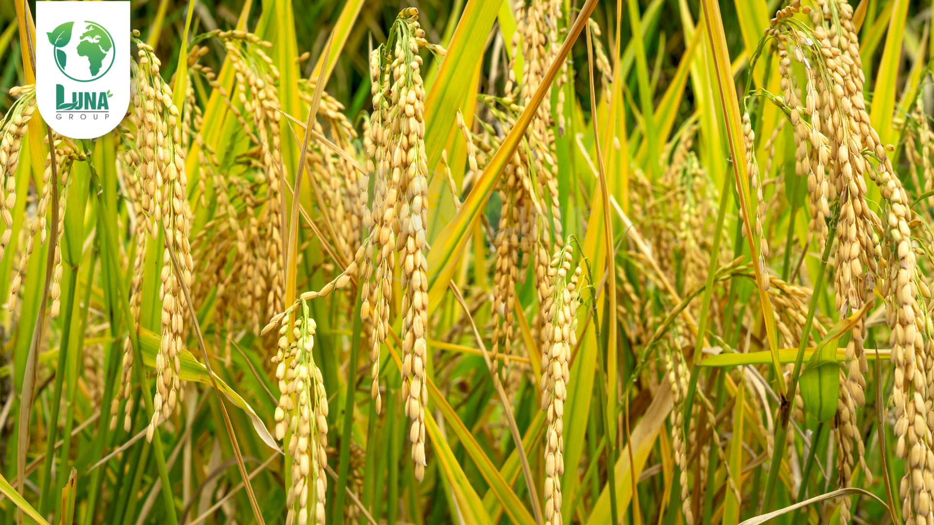 Thông tin chung về phân bón Kali Silic Bo NSG