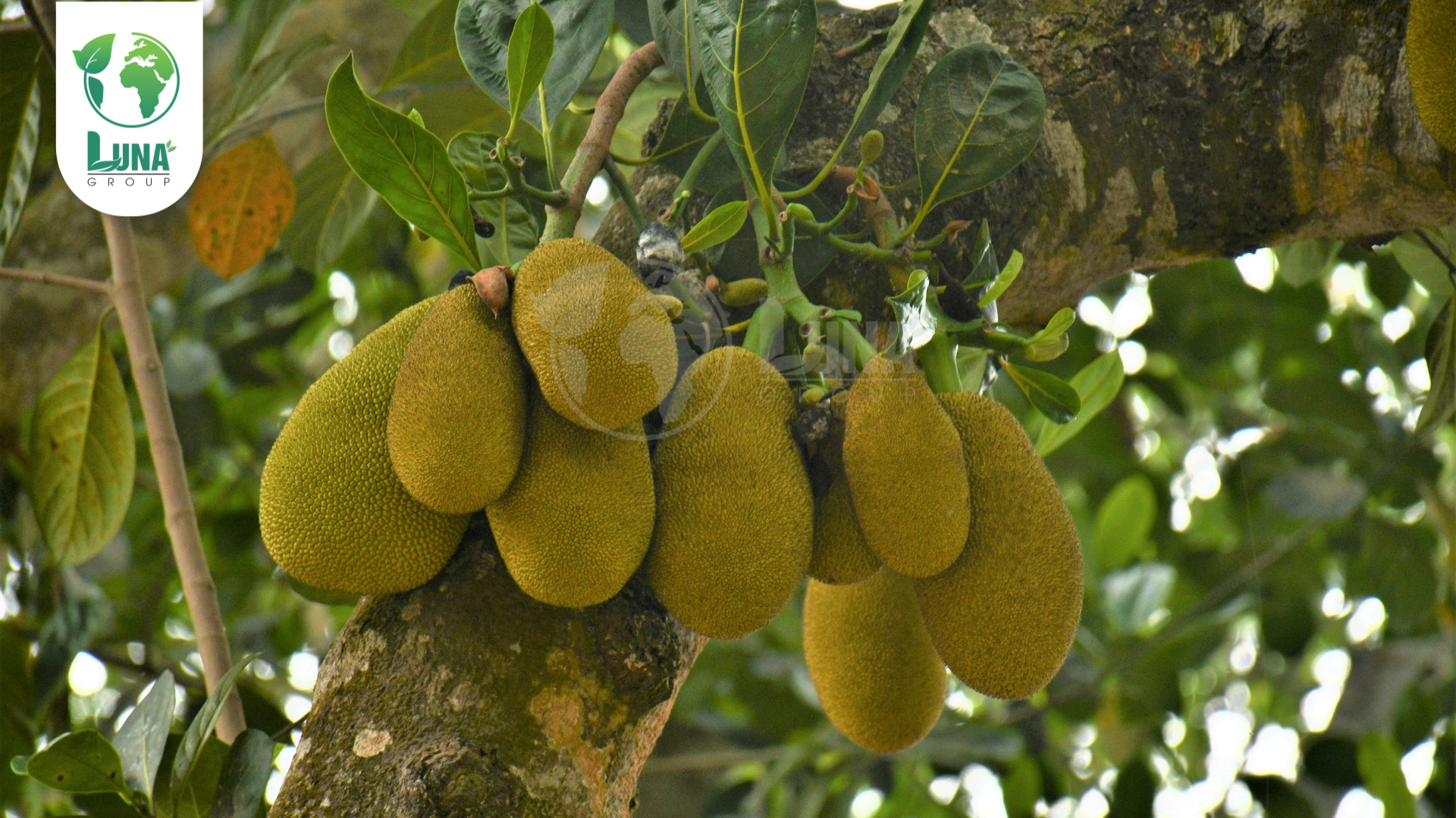 Thông tin chung về phân bón NSG 2