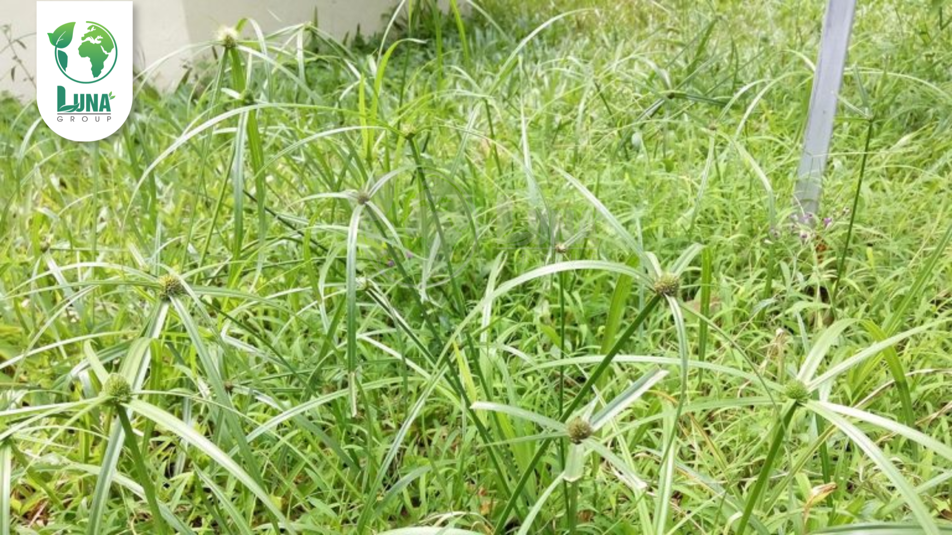 Thông tin chung về thuốc trừ cỏ ASUPERGRAS 200SL