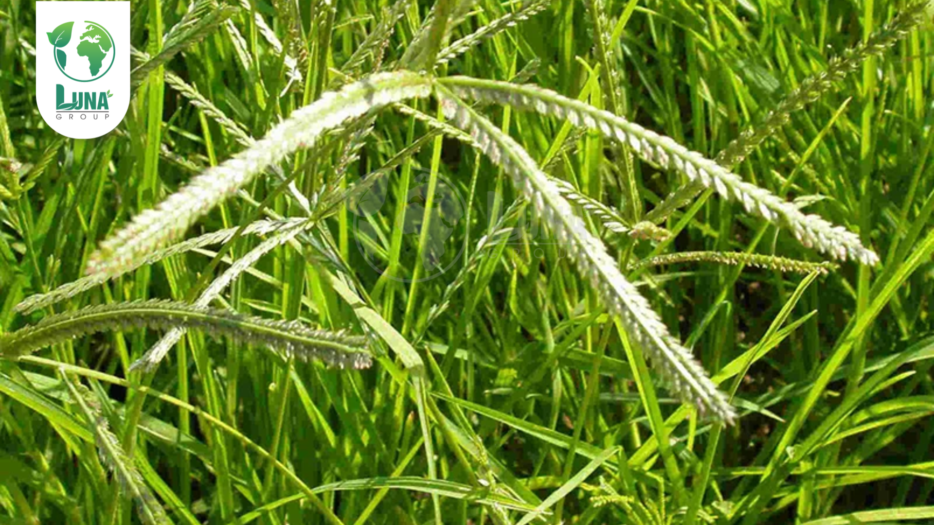 Thông tin chung về thuốc trừ cỏ BUTALO 60EC