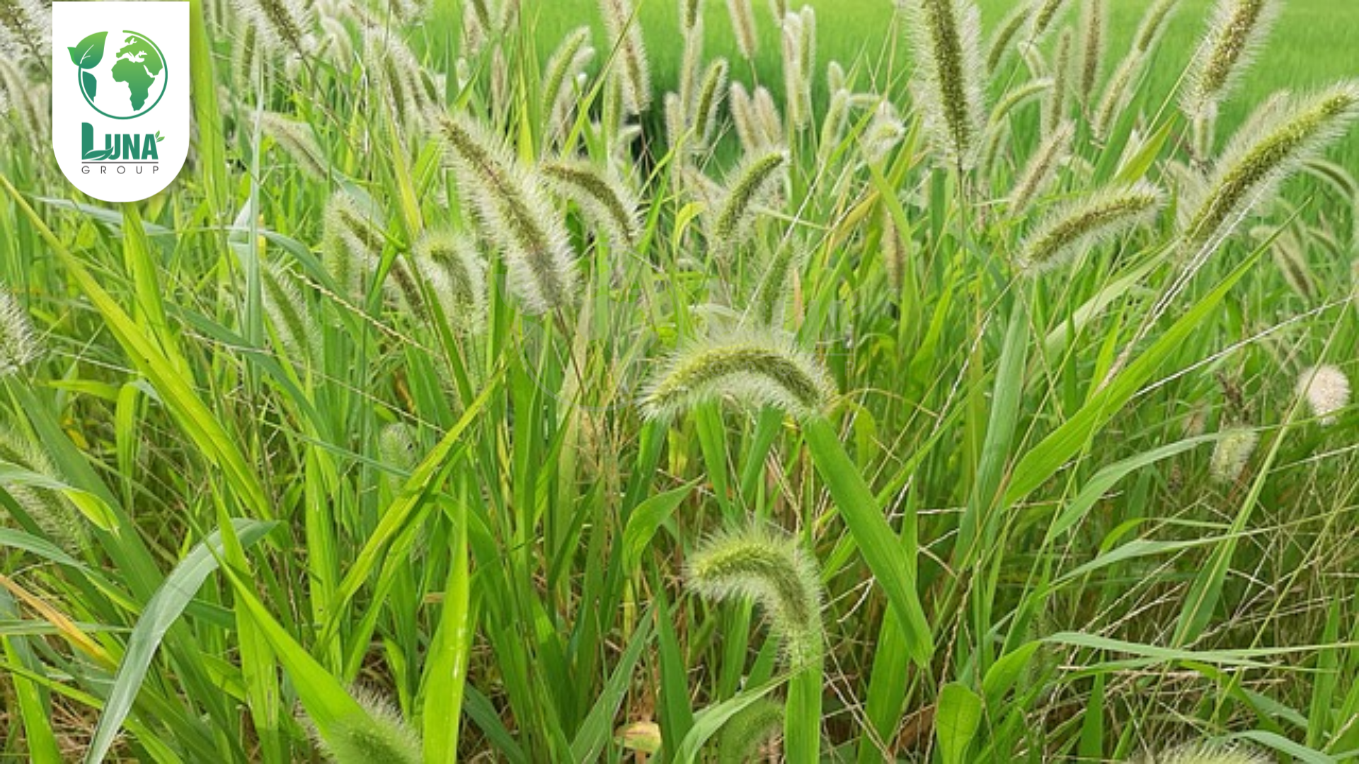 Thông tin chung về thuốc trừ cỏ FUTURE 50EC