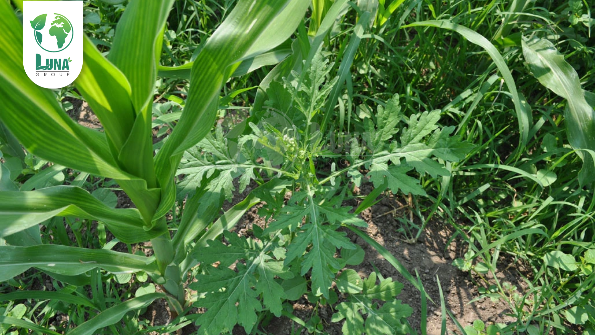 Thông tin chung về thuốc trừ cỏ Nicomaize 80WG