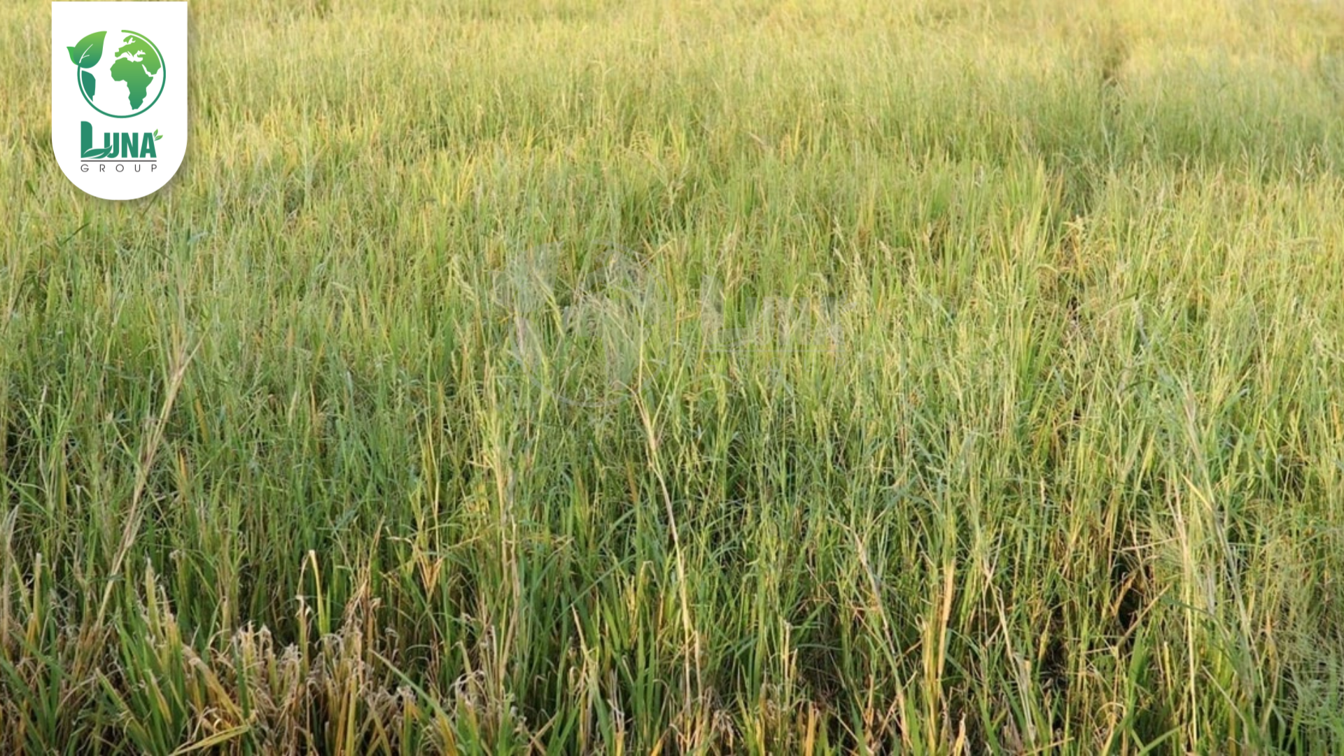Thông tin chung về thuốc trừ cỏ PGAPAXONE 200SL