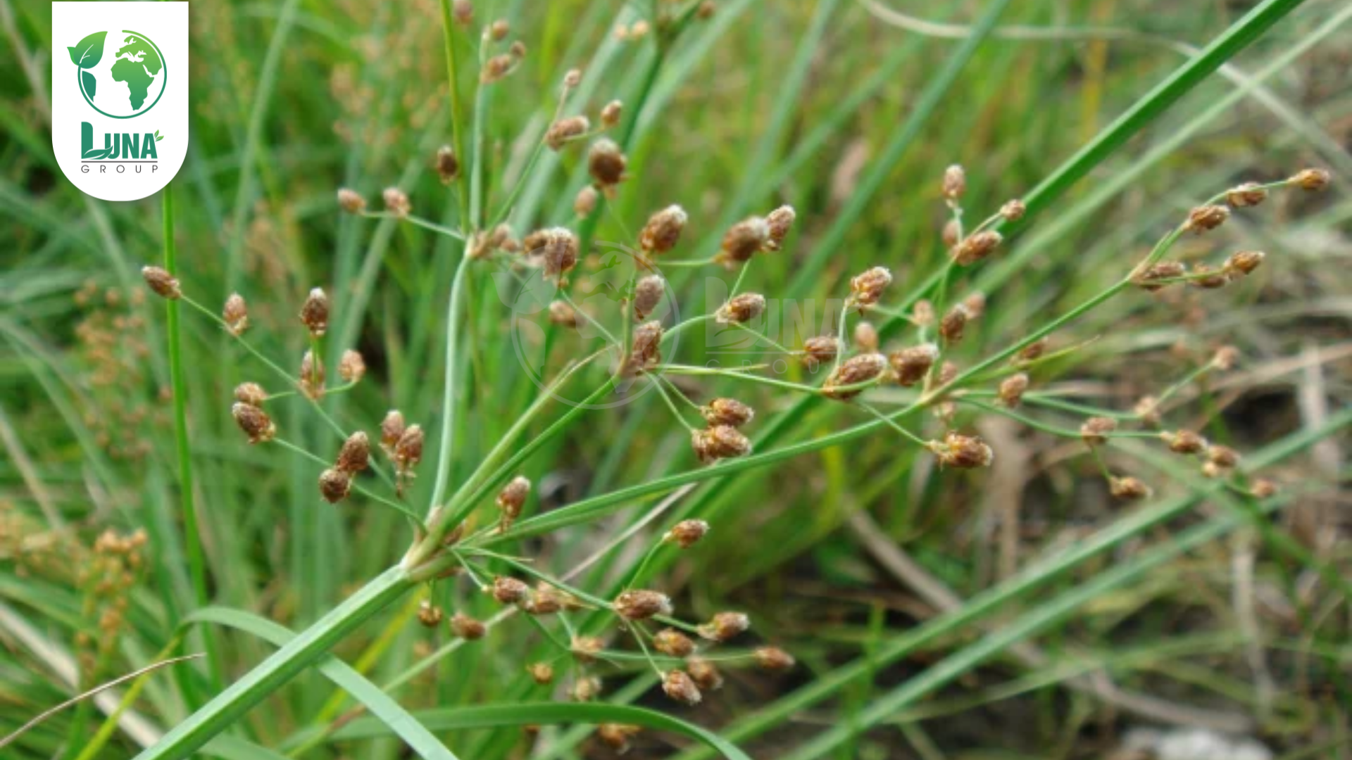 Thông tin chung về thuốc trừ cỏ TACO GOLD 400EC