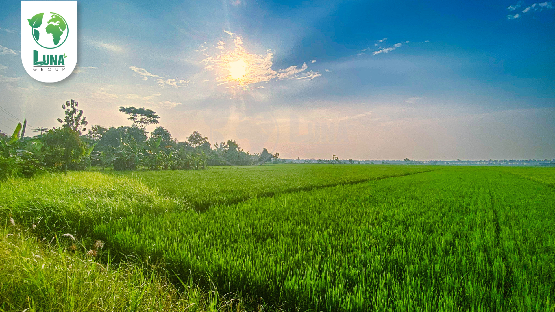 Thông tin chung về phân bón TX_VÔ GẠO A-Z